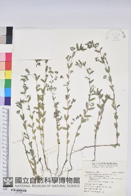 紫斑大戟藏品圖，第1張