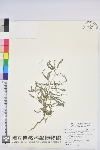 小返魂藏品圖，第1張