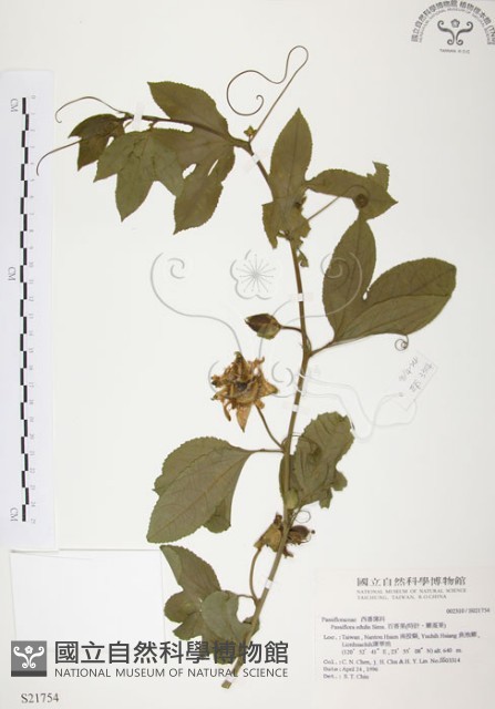 西番蓮、百香果藏品圖，第1張