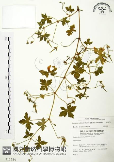 老鸛草藏品圖，第1張