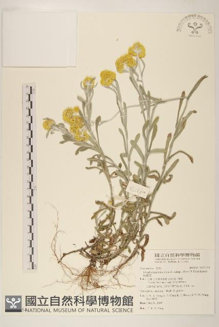 鼠麴草藏品圖，第1張