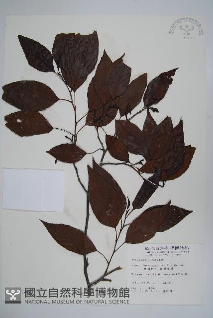 臺灣赤楊、臺灣榿木藏品圖，第1張