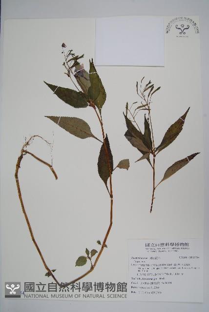 登錄號:S115754藏品圖，第1張