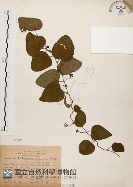 千金藤、金線吊烏龜藏品圖，第1張