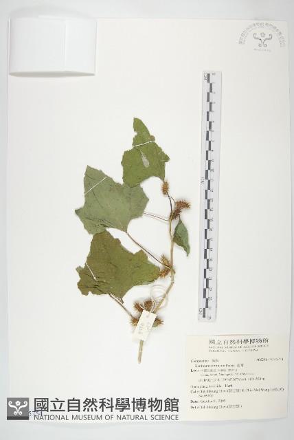 蒼耳藏品圖，第1張