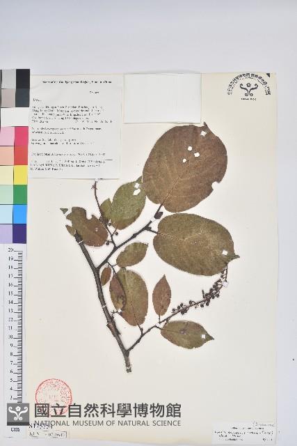 團葉南燭藏品圖，第1張