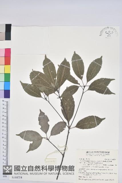 錐果櫟藏品圖，第1張