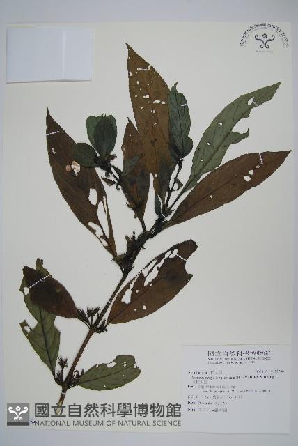 長穗馬藍藏品圖，第1張