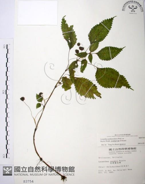 長梗盤花麻藏品圖，第1張