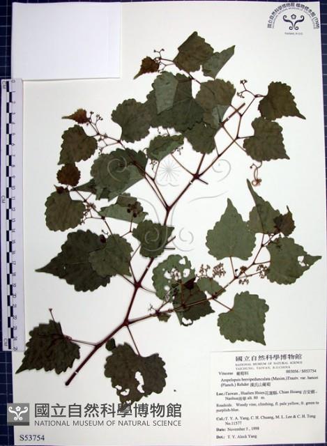 漢氏山葡萄藏品圖，第1張