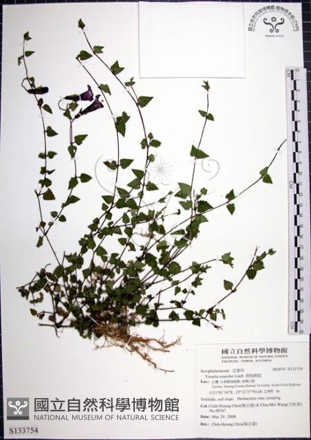 倒地蜈蚣藏品圖，第1張