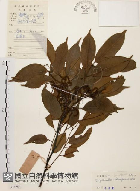 黃杞藏品圖，第1張