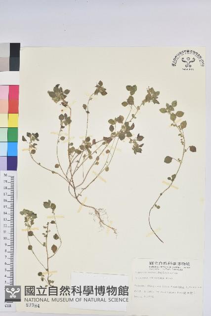 登錄號:S007754藏品圖，第1張