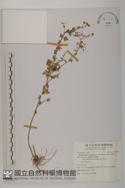油菊、野菊藏品圖，第1張