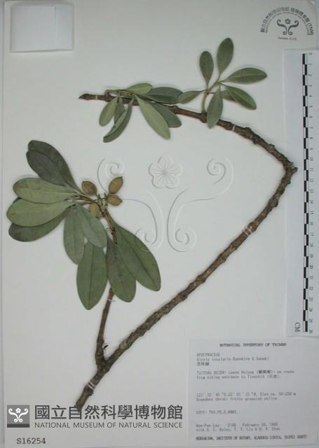 蘭嶼念珠藤藏品圖，第1張