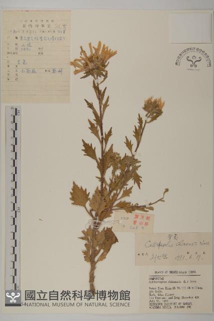 翠菊藏品圖，第1張