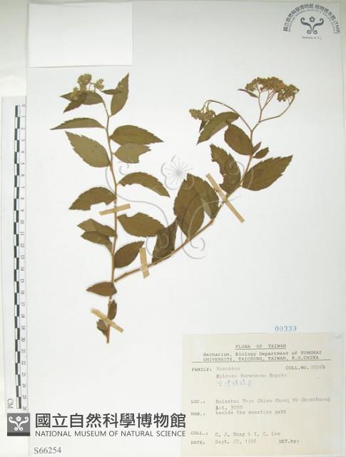 臺灣繡線菊藏品圖，第1張