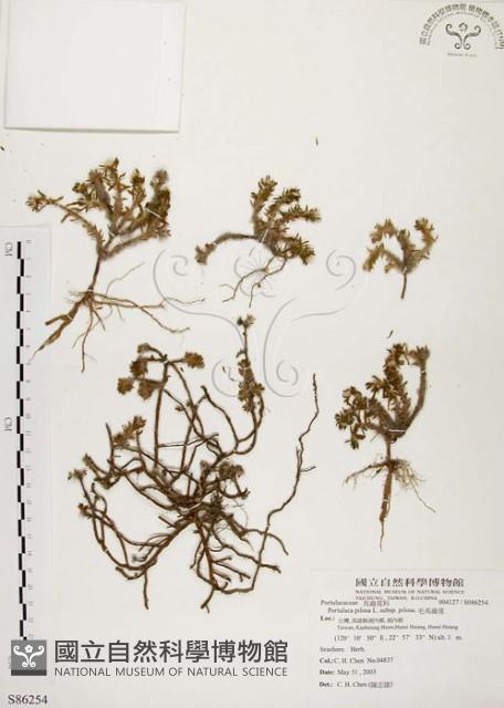 毛馬齒莧藏品圖，第1張