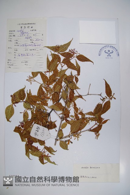 傘花六道木藏品圖，第1張