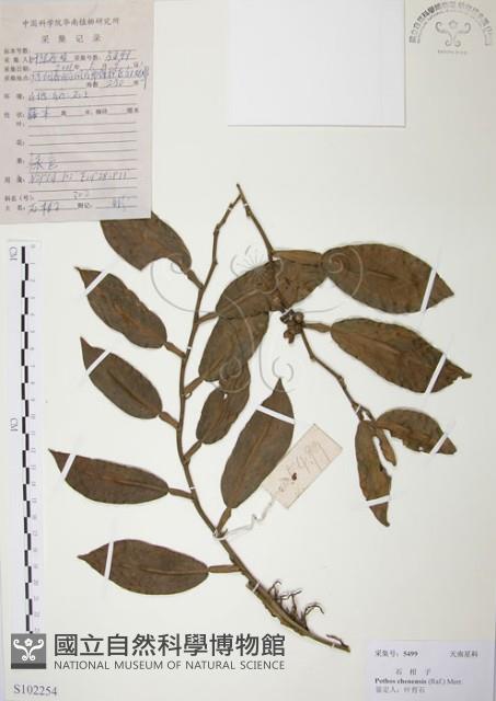 柚葉藤藏品圖，第1張