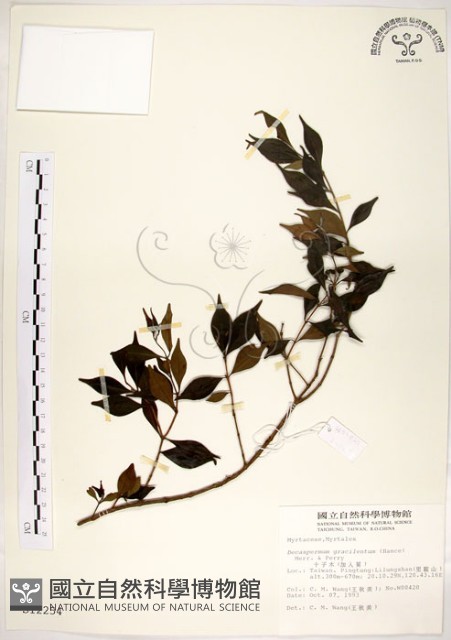 十子木、加入舅藏品圖，第1張