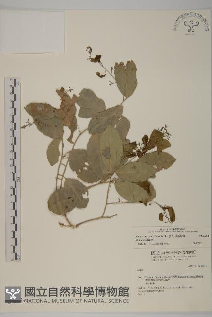 多花滇南蛇藤藏品圖，第1張