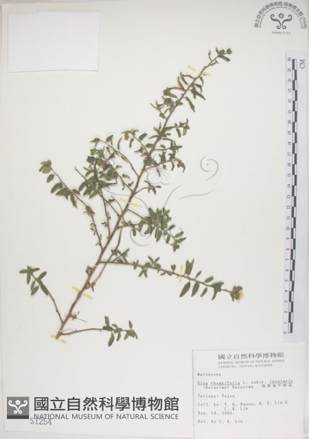 恆春金午時花藏品圖，第1張