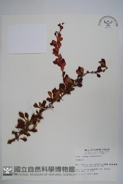 日本小檗藏品圖，第1張