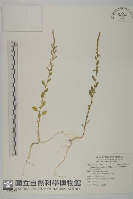 變葉藜藏品圖，第1張