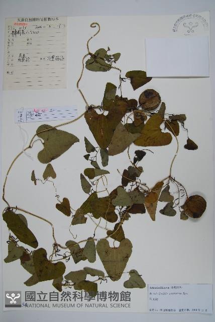 北馬兜鈴藏品圖，第1張