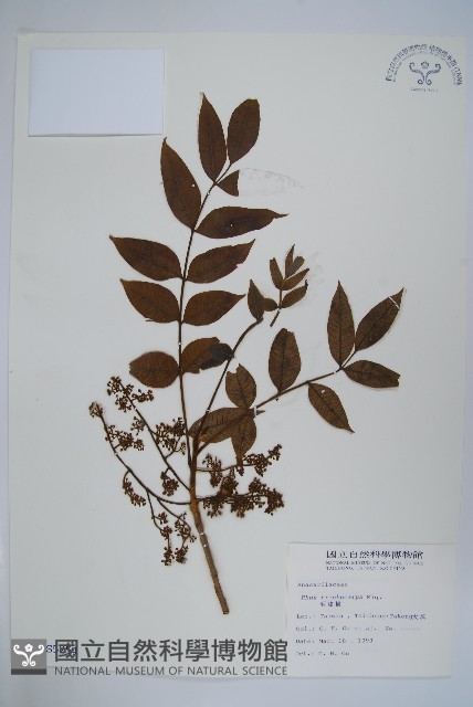 毛漆樹藏品圖，第1張