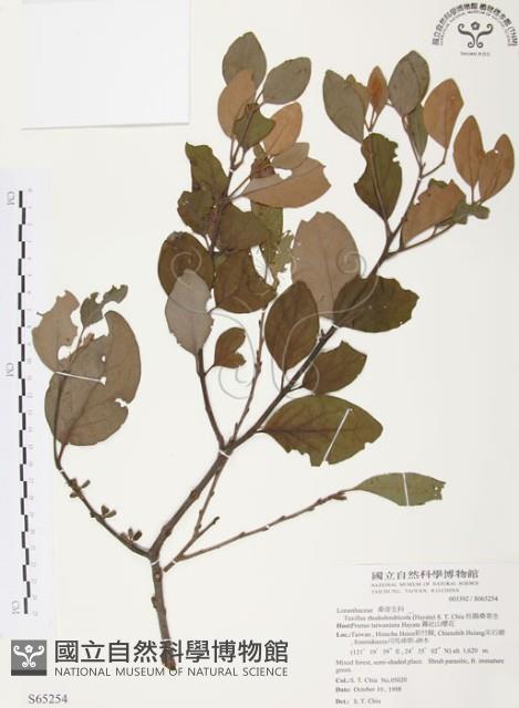 杜鵑桑寄生藏品圖，第1張