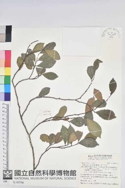 南仁五月茶藏品圖，第1張