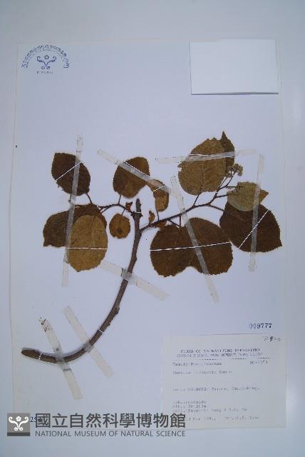 破布烏藏品圖，第1張