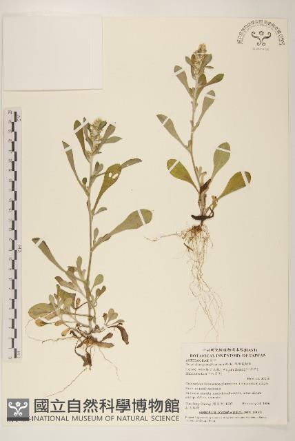 匙葉鼠麴草藏品圖，第1張