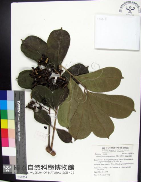 蘭嶼花椒藏品圖，第1張