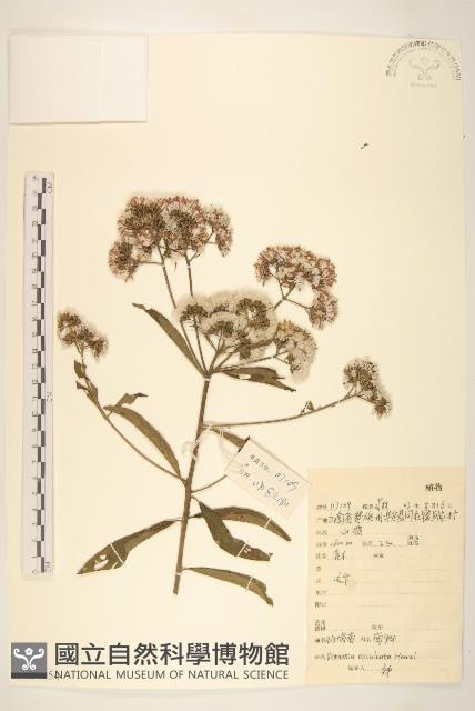 斑鳩菊藏品圖，第1張