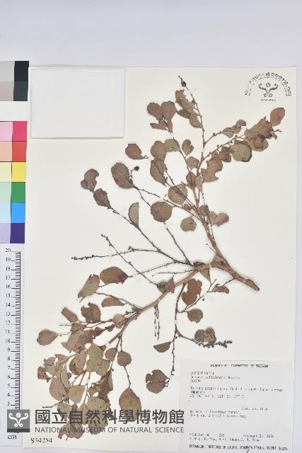 紅仔珠藏品圖，第1張