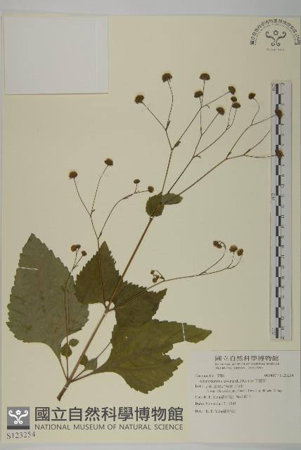 下田菊藏品圖，第1張