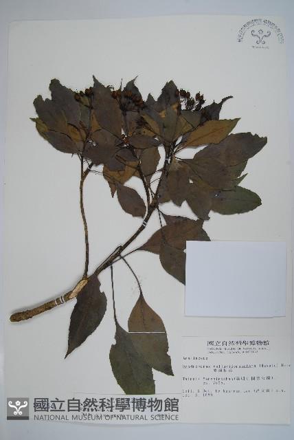 臺灣樹參藏品圖，第1張