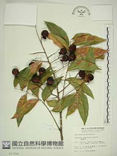 無患子藏品圖，第1張