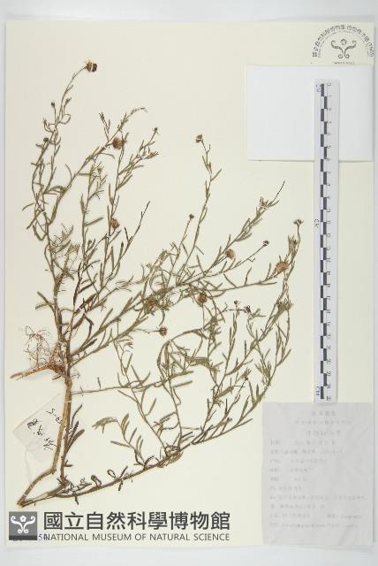 阿爾泰狗哇花藏品圖，第1張