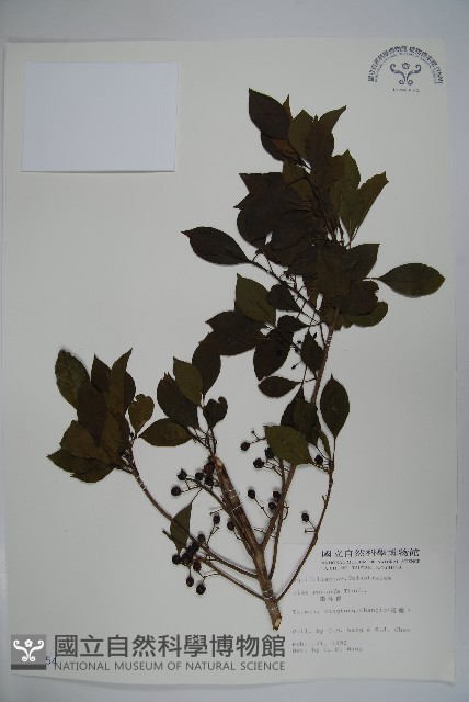 鐵冬青藏品圖，第1張
