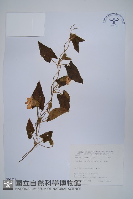 黑眼花藏品圖，第1張