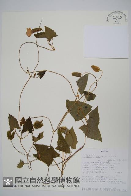 黑眼花藏品圖，第1張