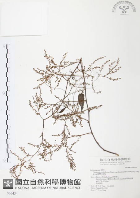 臺灣何首烏藏品圖，第1張