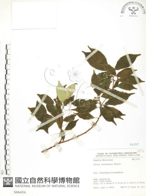 天仙果、臺灣榕藏品圖，第1張