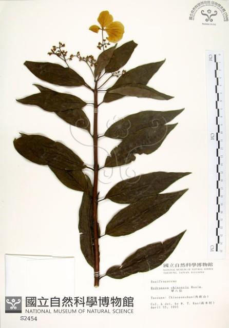 華八仙藏品圖，第1張