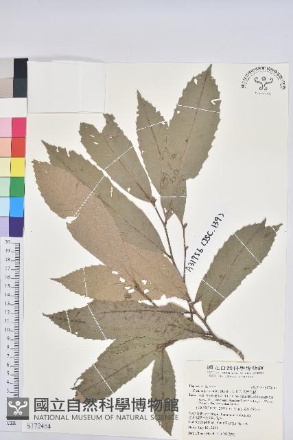 印度苦櫧藏品圖，第1張