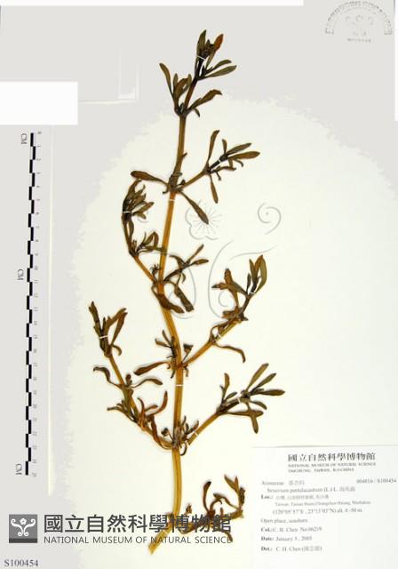 海馬齒藏品圖，第1張